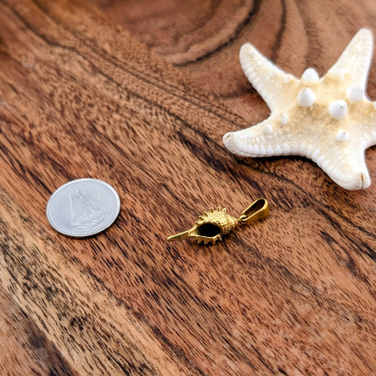 Coquillage palomia