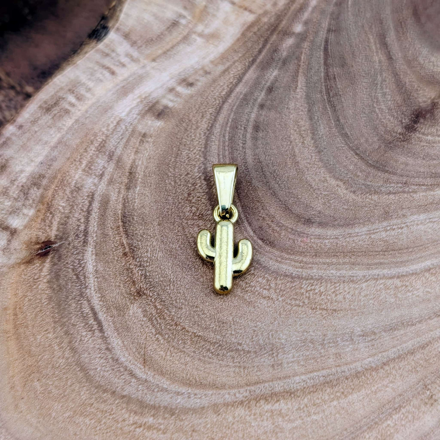 Mini cactus du désert