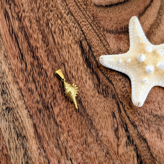 Coquillage palomia