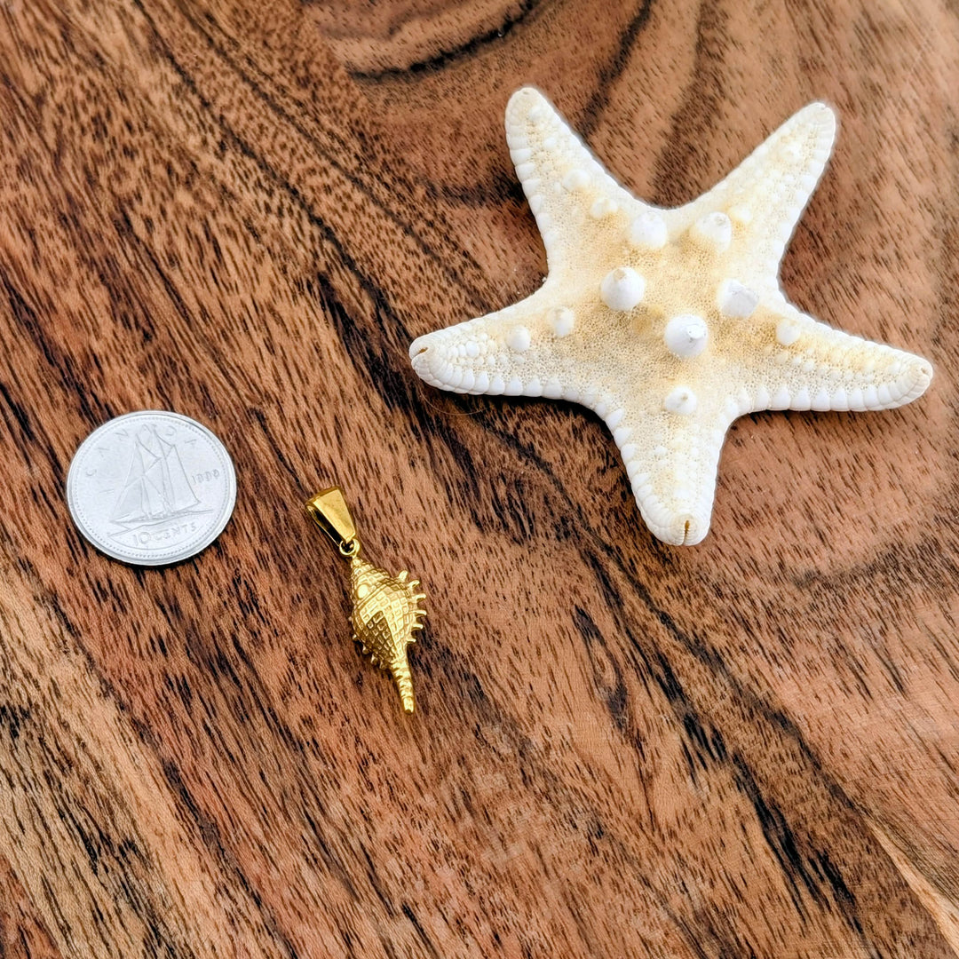 Coquillage palomia