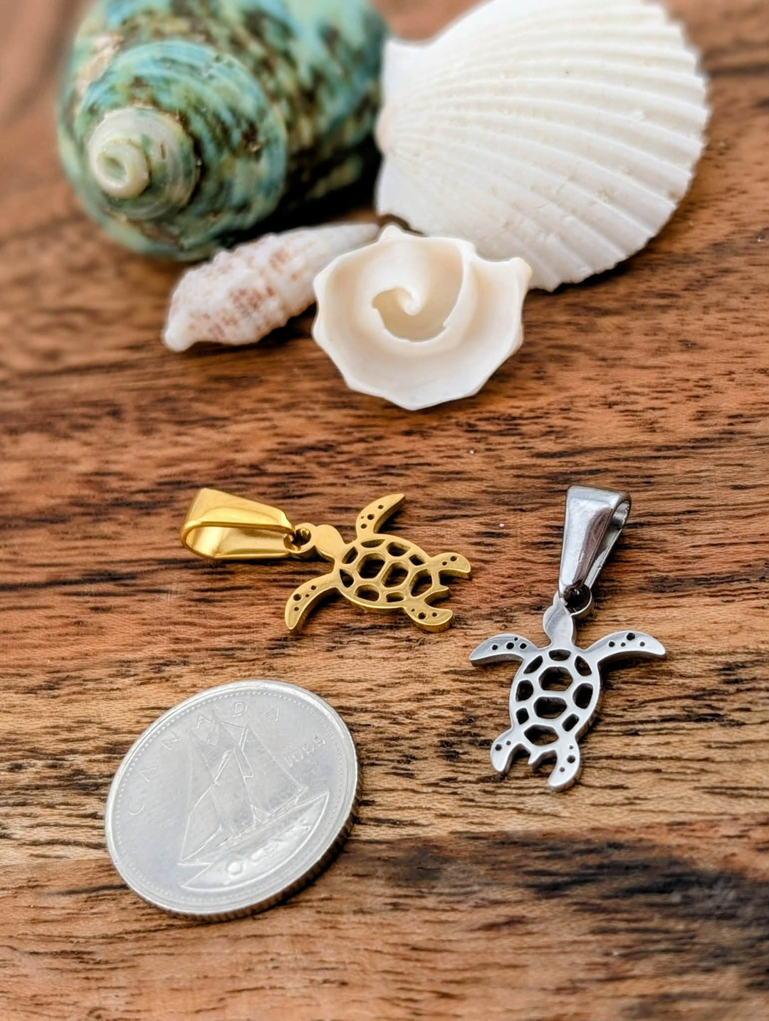 Bébé tortue